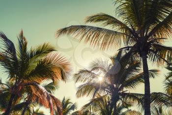 Coconut palm trees and shining sun. Vintage stylized photo with tonal correction filter effect