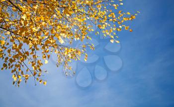 Autumn background with yellow birch leaves on blue sky