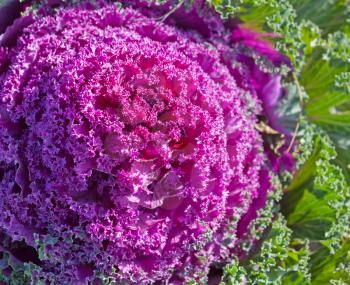 Decorative purple cabbage close-up photo. Selective focus
