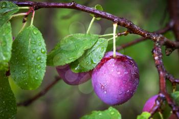 Ripe red plums on the branch with dew droplets