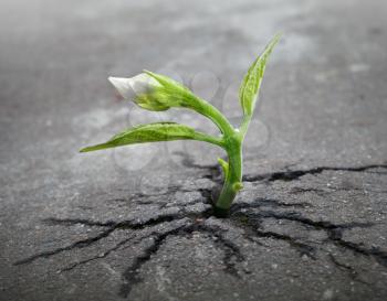 Little flower sprout  grows through urban asphalt ground