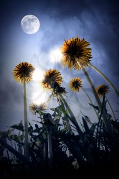 Beautiful night landscape of fantasy world with big dandelion flowers, moon, stars and magic lights