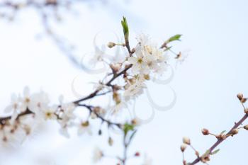 White flowers of apple tree on light blue sky background, closeup photo with selective focus