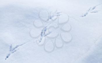 Detailed bird traces in fresh snow