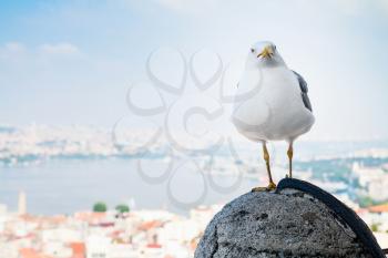 White seagull sitting on fence of Galata Tower with blurred cityscape of Istanbul, Turkey on a background