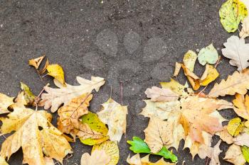 Fallen autumnal leaves lay on asphalt road background, top view