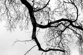 Leafless bare trees over gray sky background. Monochrome silhouette photo
