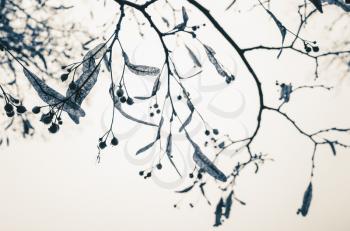 Natural photo background, branches of linden tree in winter season, vintage toned macro photo with selective focus