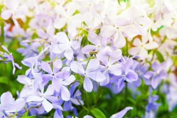 Summer flowers background photo. Phlox divaricata, wild blue, woodland phlox, or wild sweet william, flowering plant in the family Polemoniaceae, native to forests and fields in eastern North America