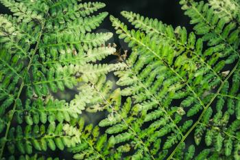 Natural pattern of old green fern leaves 