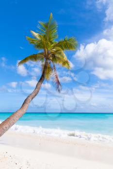 Coconut palm grows on white sandy beach. Caribbean Sea coast, Dominican republic, Saona island
