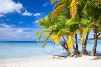 Coconut palms grow on white sandy beach. Caribbean Sea, Dominican republic, Saona island coast