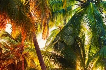 Coconut palm tree leaves over bright sky background. Colorful toned photo with lens glow filter effect