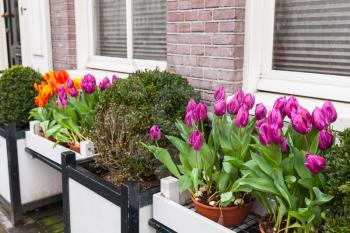Colorful tulip flowers, decoration of an old house facade in Amsterdam, Netherlands