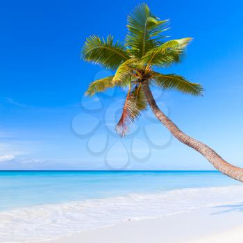 Caribbean Sea, Dominican republic, Saona island. Palm tree grows on white sandy beach