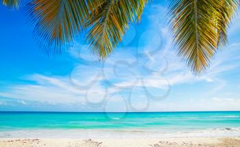 Tropical beach background, white sand, azure water and palm tree branches over blue sky.  Caribbean Sea coast, Dominican republic, Saona island resort