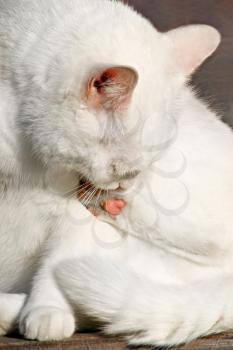 White cat licking fur