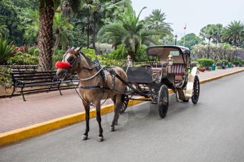 Horse with carriage in Intramuros, Manila, Philippines
