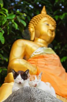 Two kittens meditate with Buddha