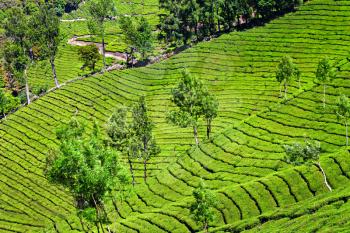 Tea plantation in Munnar, India