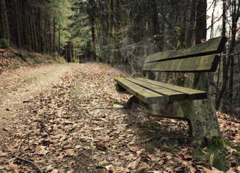 Adandoned wooden bench in autumn forest