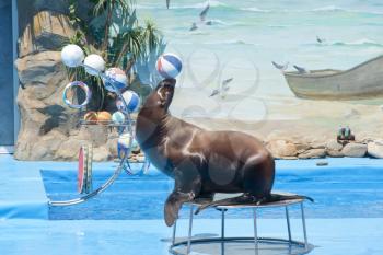 Walrus with ball at dolphinarium