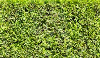 Evergreen thuja texture close up