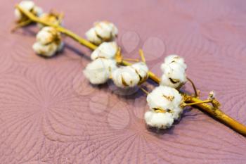 Cotton branch isolated on pink background