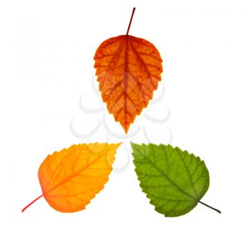 Three different leaves. Red, yellow and green