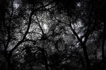 Silhouette of mystery forest against dramatic sky at night