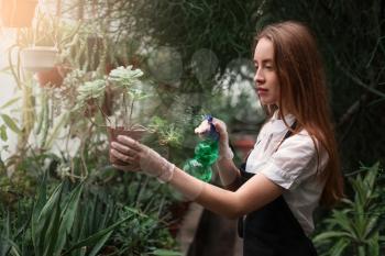 Young female gardener spraying water on flowers in greenhouse.