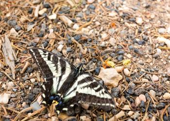 Close up of black and white butterfly on the ground in a pine forest.