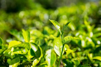 Ceylon tea bushes, green plantations of Sri Lanka. Harvest fields