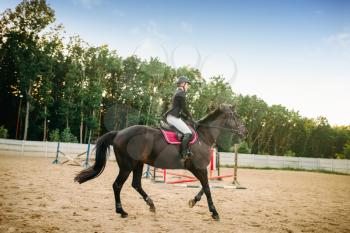 Equestrian sport, young woman rides on horse. Female jockey and brown stallion, horseback riding