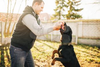 Male cynologist works with service dog, training outside. Owner with his obedient pet outdoor, bloodhound domestic animal