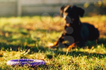 Trained watch dog behind a toy on playground. Cynologist companion on training outdoor