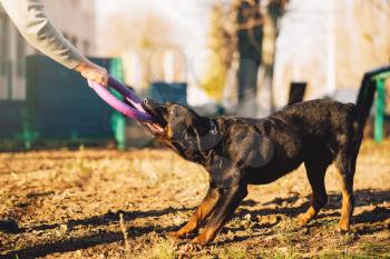 Male cynologist, cop dog training outdoor. Owner with his obedient pet outside, bloodhound domestic animal