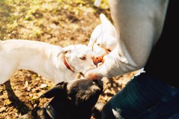 Male cynologist works with cop dogs, training outside. Owner with his obedient pets outdoor, bloodhound domestic animal