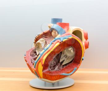 Anatomical model of human heart in cut. Medical poster, medicine education concept