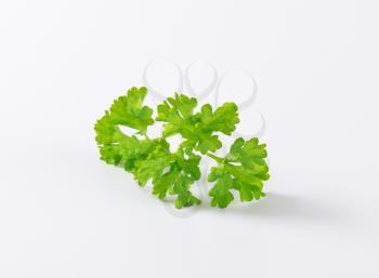 fresh parsley leaves on white background