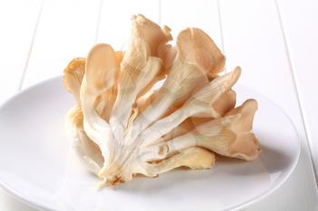 Cluster of fresh oyster mushrooms
