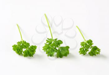 Fresh parsley sprigs - studio shot