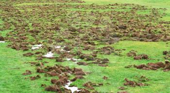 Field dug up by wild hogs