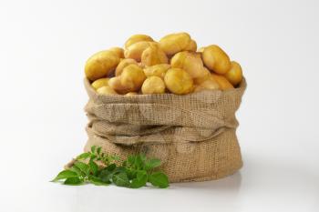 burlap sack of fresh potatoes on white background