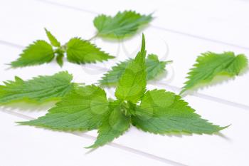 fresh nettle leaves on white wooden background - close up