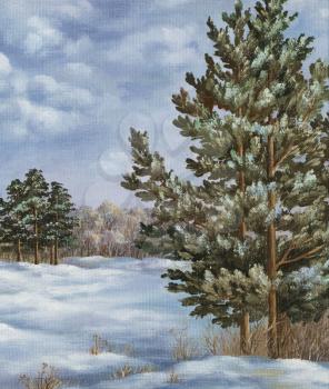 Picture oil painting on a canvas, winter landscape, forest with coniferous trees