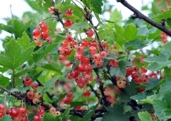 Bush of a red currant with ripe berries, July, the Central Russia