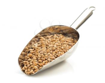 wheat grain in scoop isolated on white background