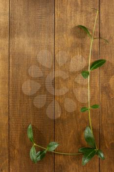 periwinkle on wooden background texture