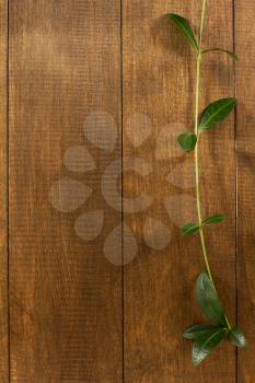 periwinkle on wooden background texture